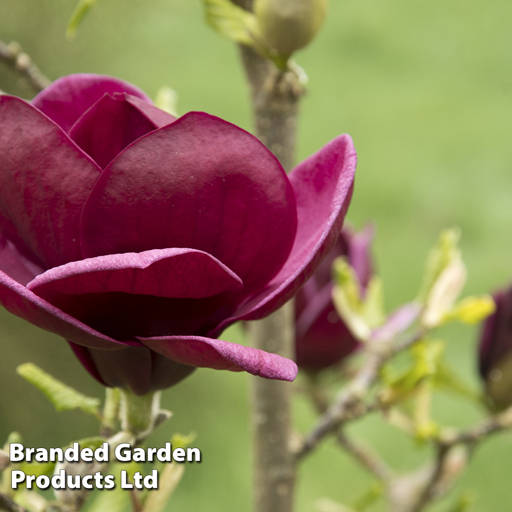 Magnolia 'Genie' | Suttons