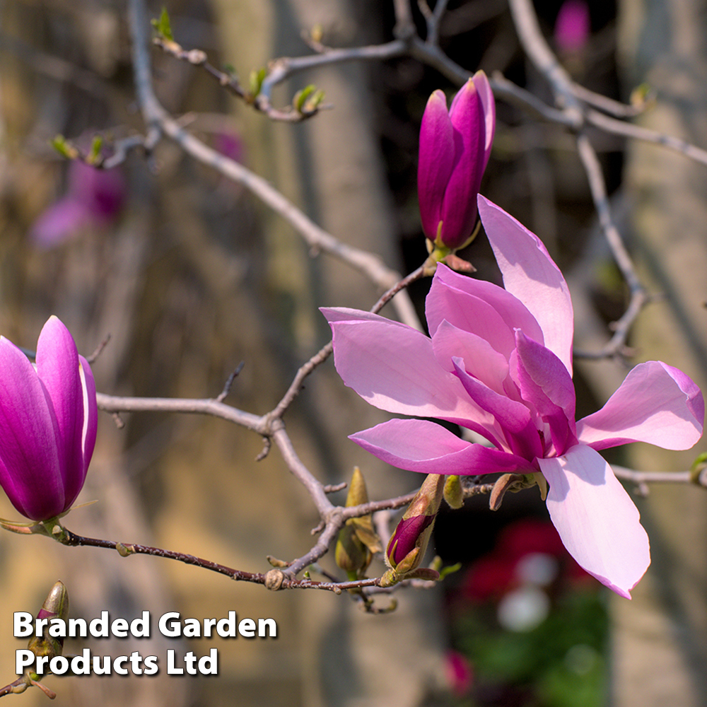 Magnolia liliiflora | Suttons