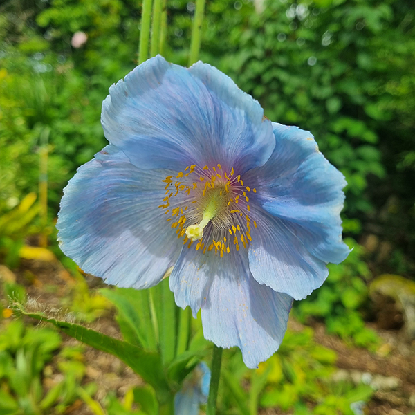 Meconopsis 'China Blue' | Suttons