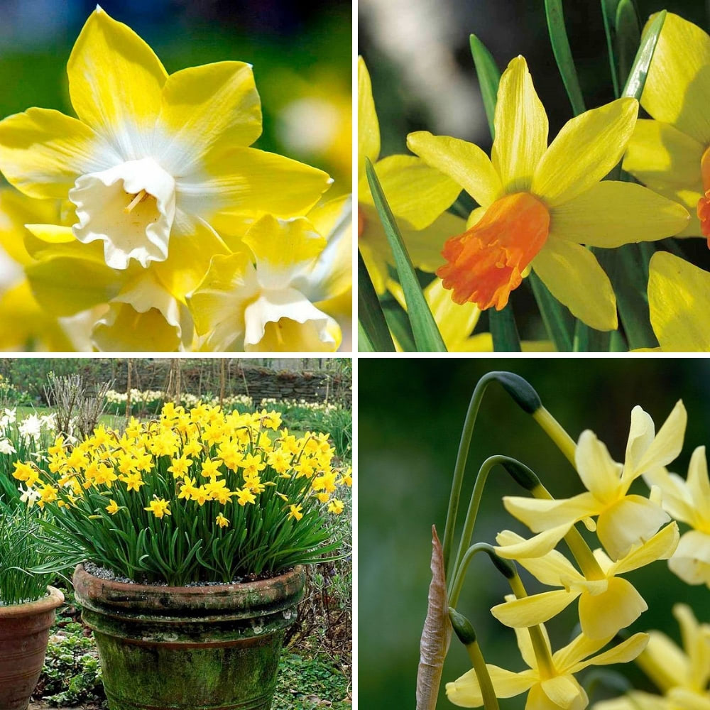 Daffodil Bulbs - Miniature Collection | Suttons