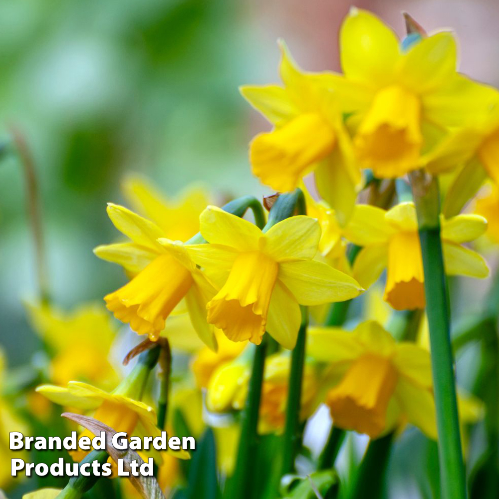 Spring Flowers Garden Tour: Gravetye Giant Leucojum, Poeticus Actaea  Daffodils, Candytuft & More! - YouTube