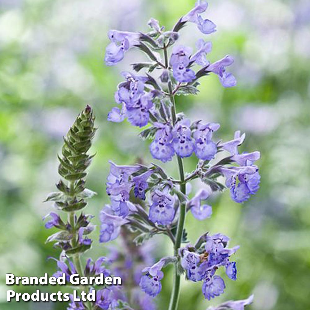 Nepeta racemosa | Suttons