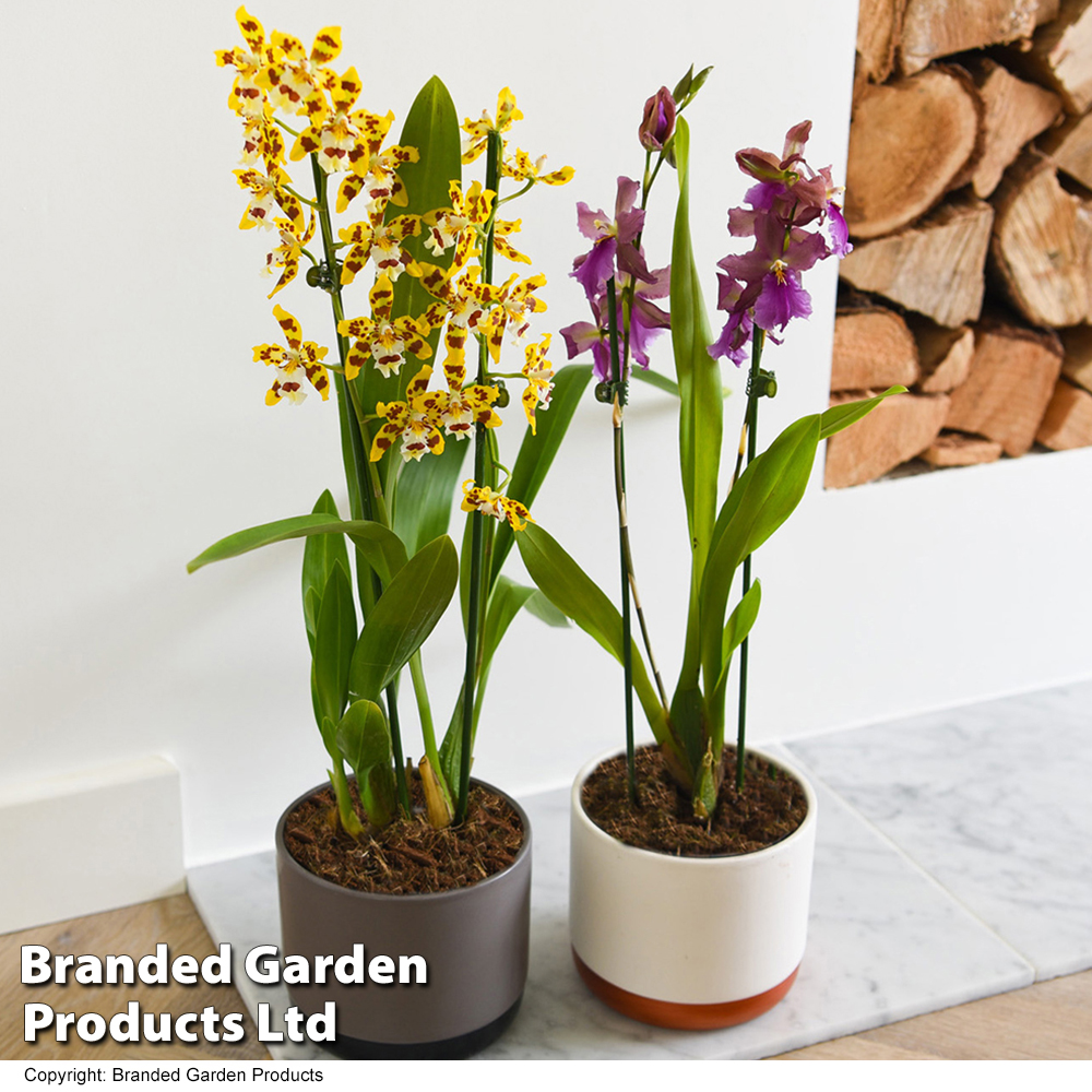 Orchid 'Cambria Mix' | Suttons