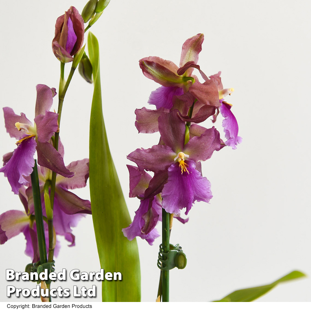 Orchid 'Cambria Mix' | Suttons