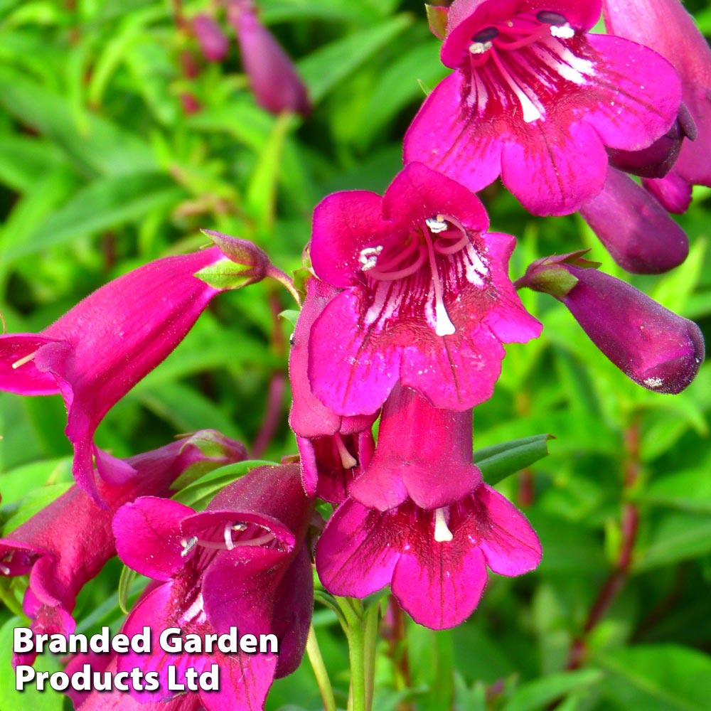 Penstemon 'Blackbird' | Suttons