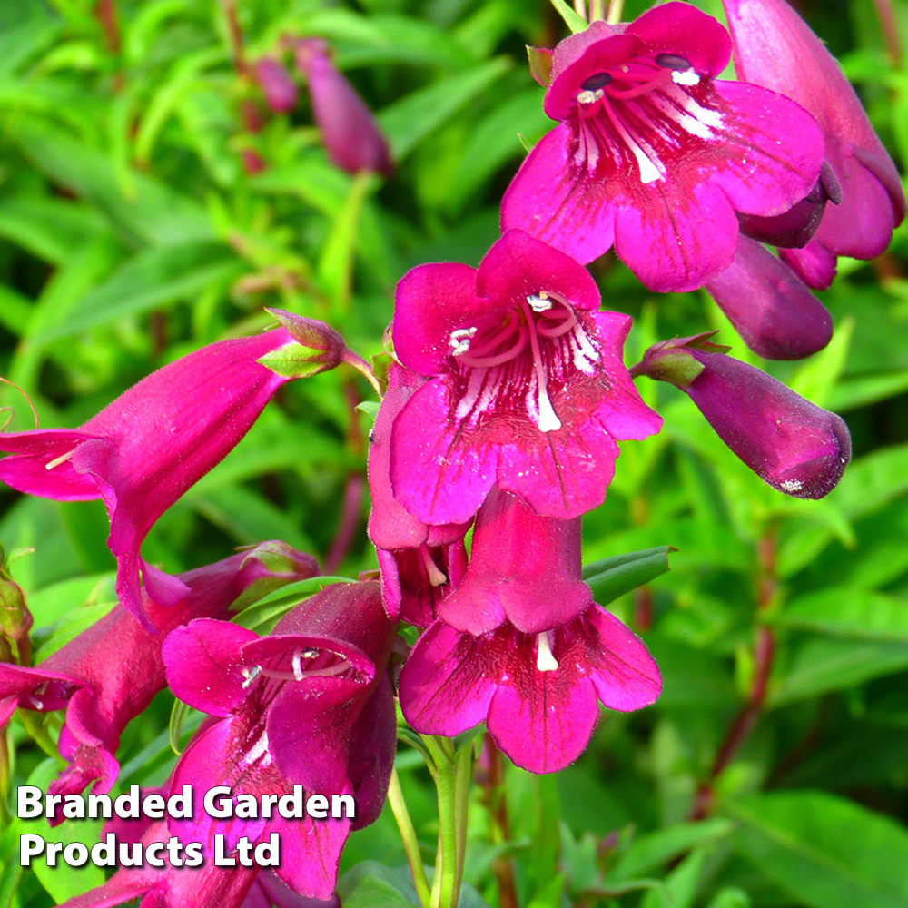 Penstemon 'Blackbird' | Suttons