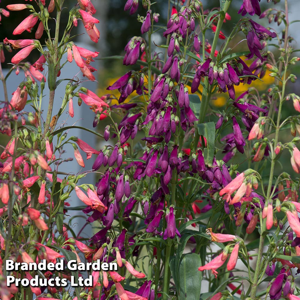 Penstemon Barbartus 'twizzle' 