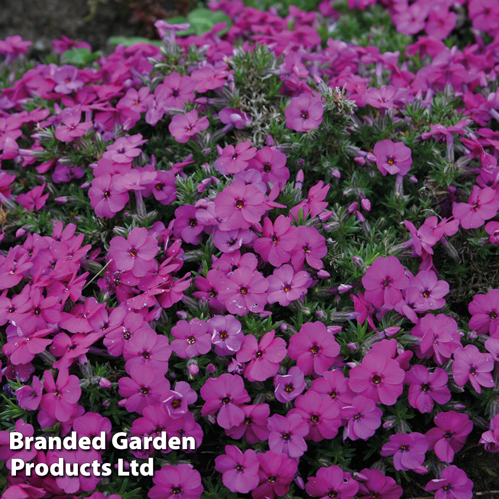 Phlox douglasii 'Red Admiral' | Suttons