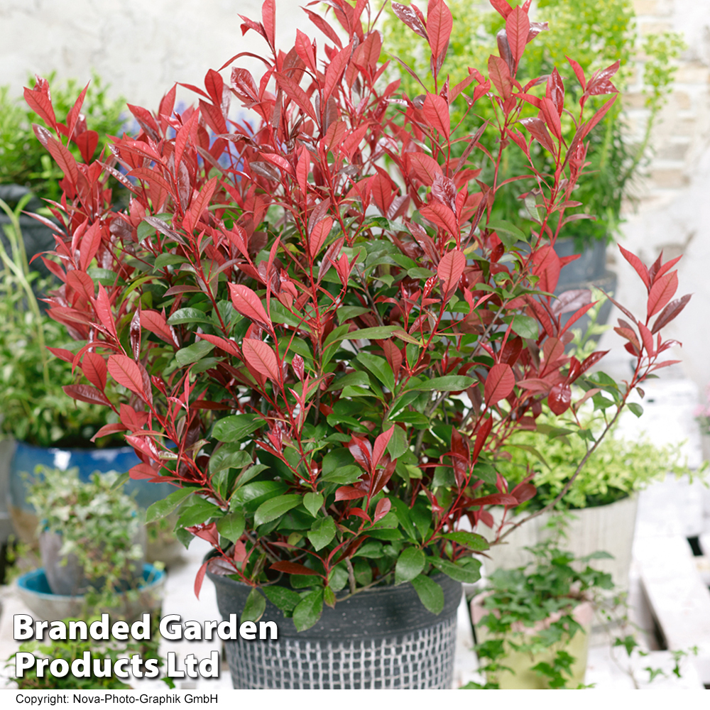 Photinia x fraseri 'Carré Rouge' | Suttons