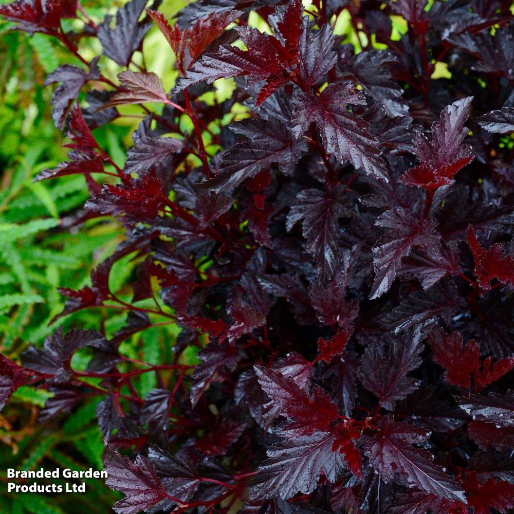 Physocarpus opulifolius 'All Black' | Suttons