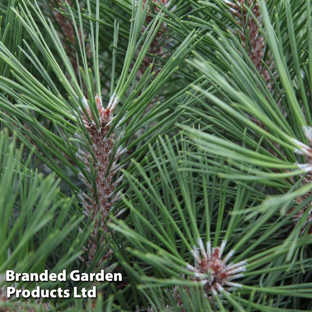 Pinus nigra 'Pierrick Bregéon' | Suttons