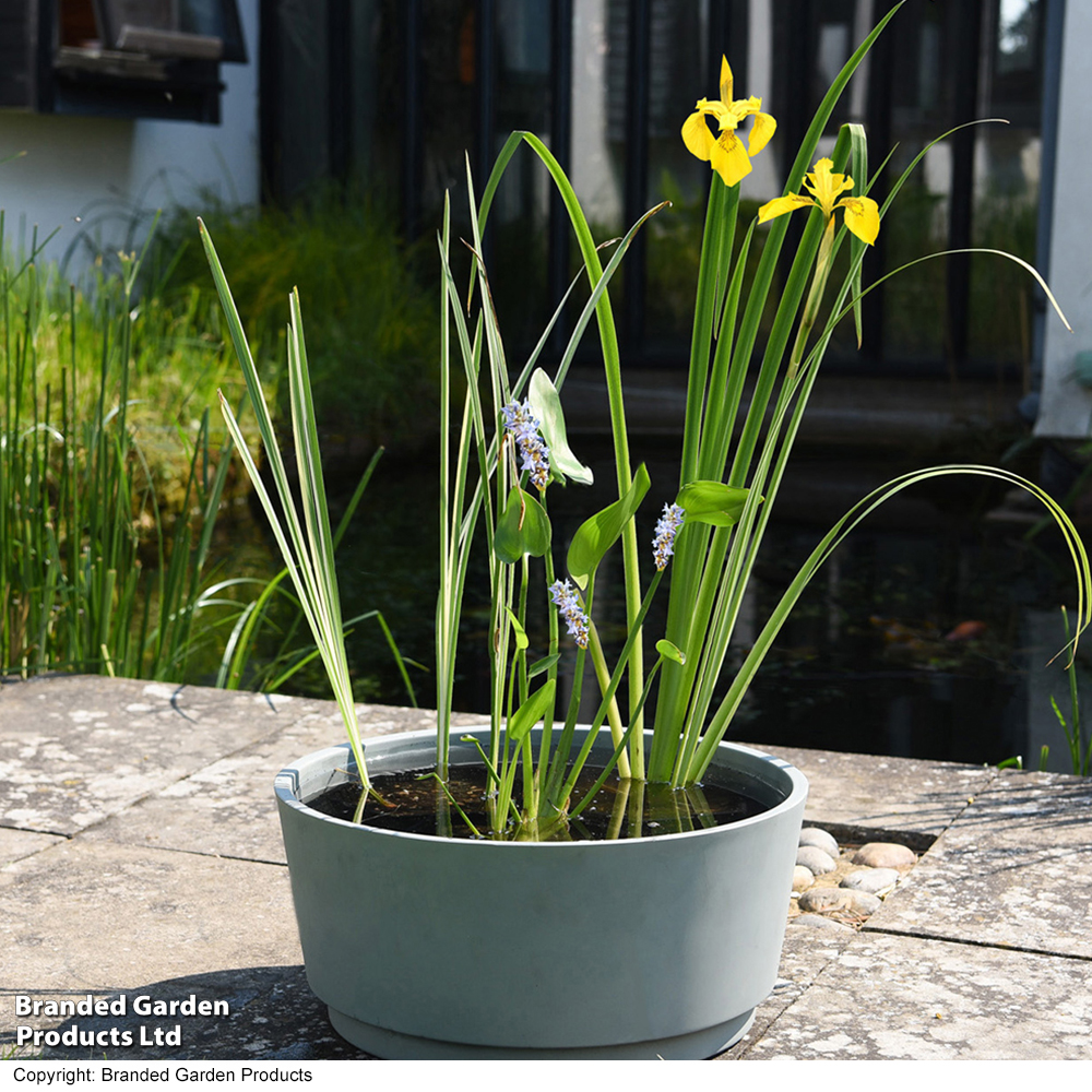 Patio Pond Plant Basket | Suttons