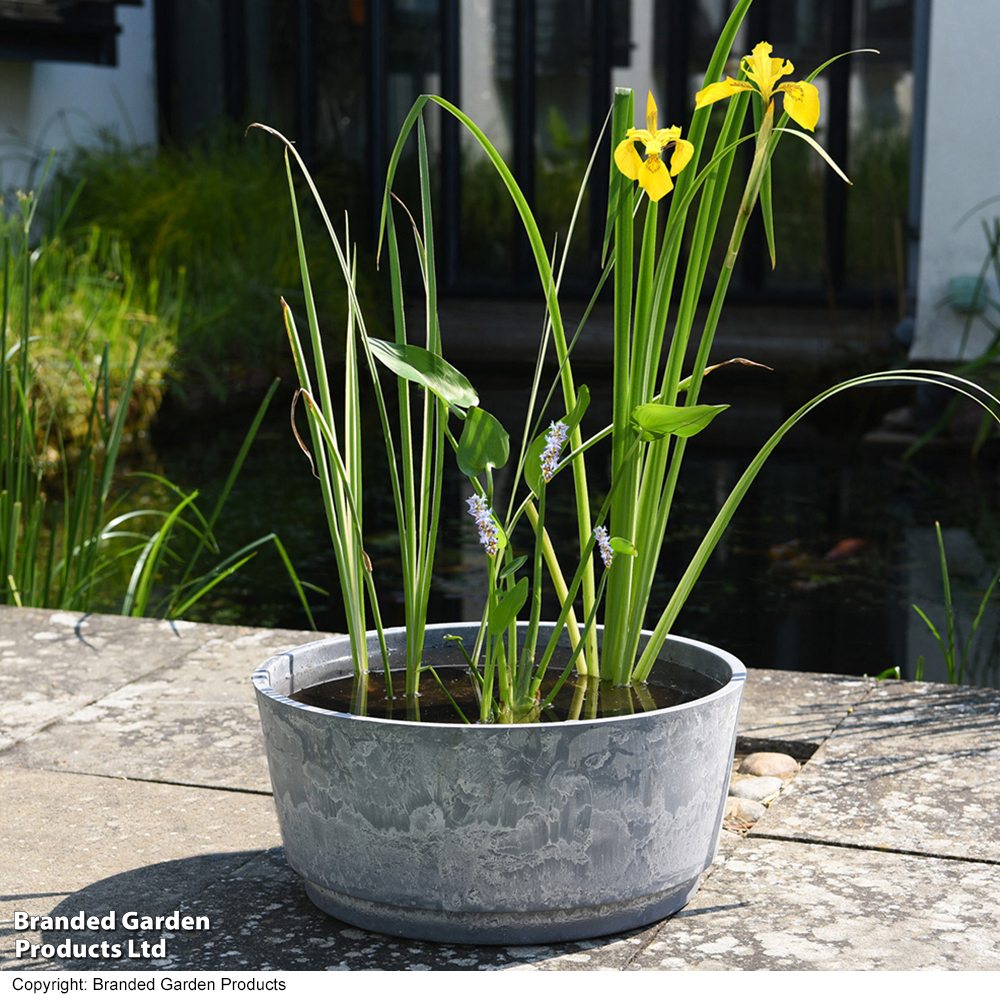 Patio Pond Plant Basket | Suttons