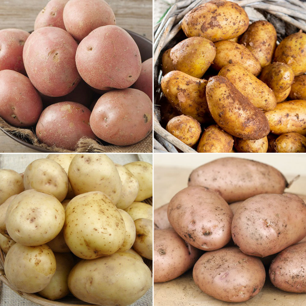 Potato Collection Blight Resisters Collection | Suttons