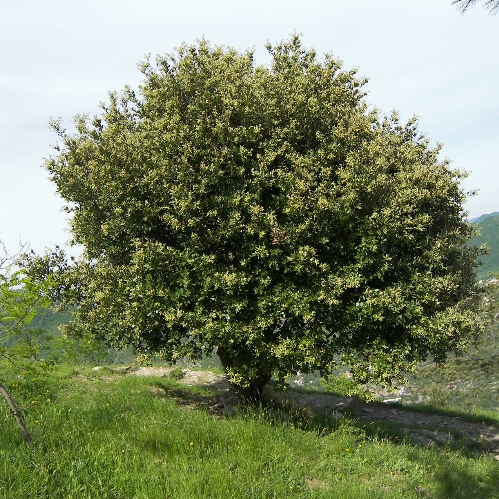 Holly-leaved Oak - Quercus Ilex | Suttons | Suttons