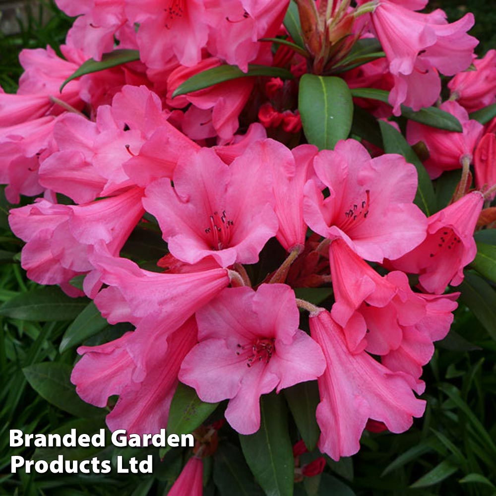 Rhododendron 'Winsome' | Suttons