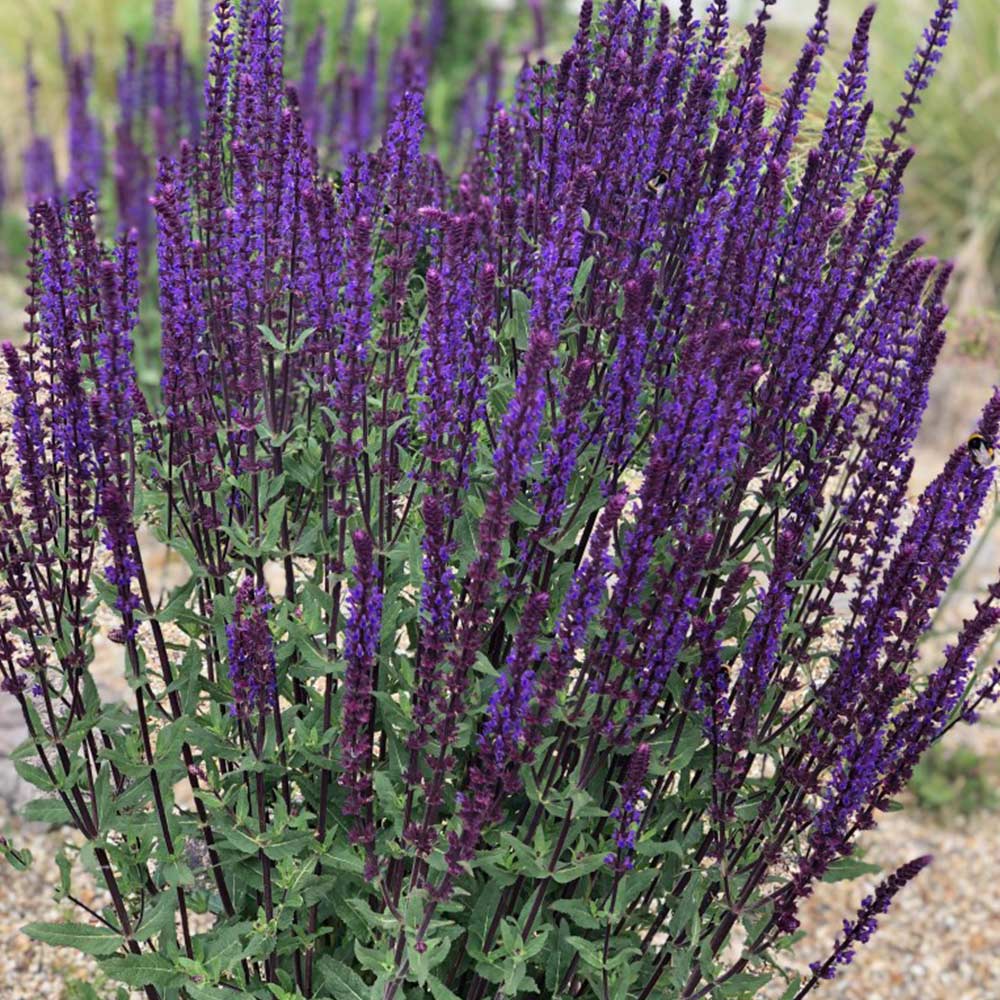 Salvia Nemorosa Ostfriesland | Suttons