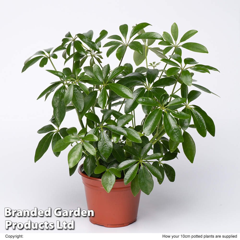 Schefflera arboricola | Suttons