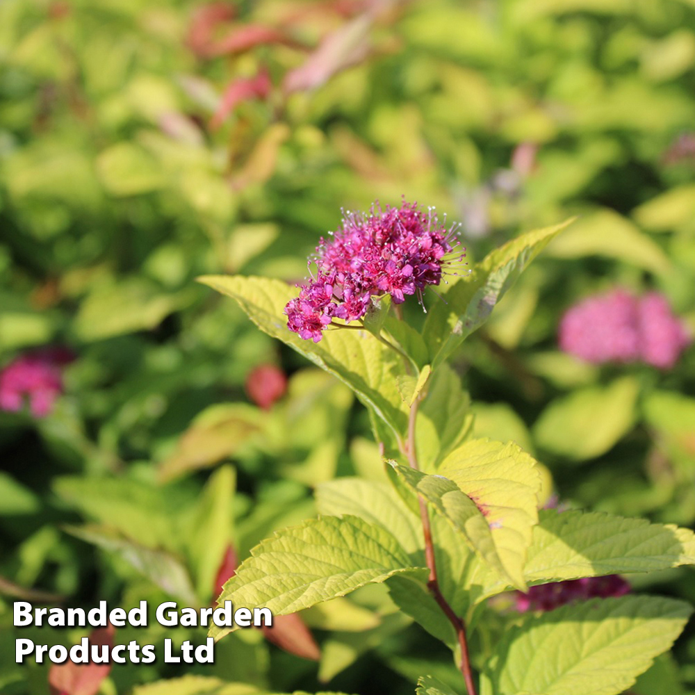 Spiraea japonica 'Goldflame' (Hedging) | Suttons