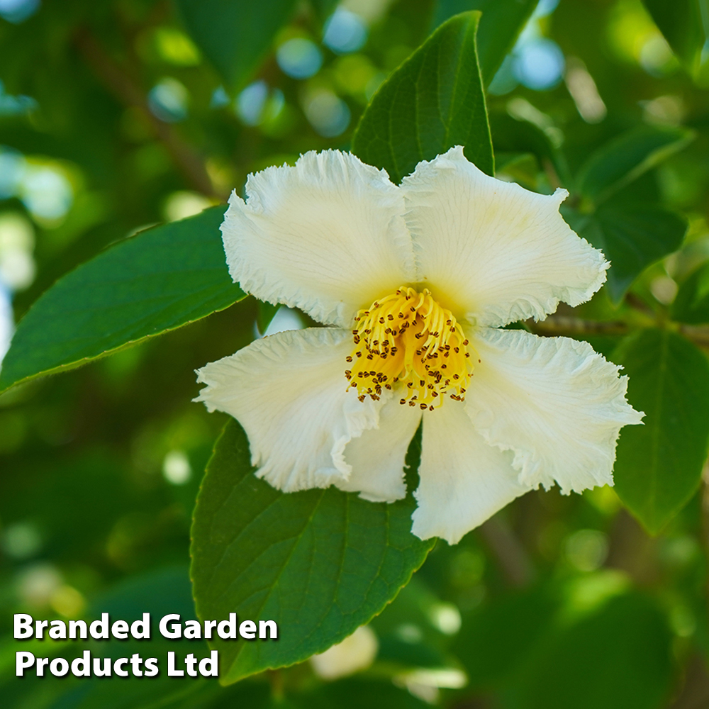 Stewartia pseudocamellia | Suttons