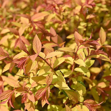 Spiraea japonica 'Golden Princess' | Suttons