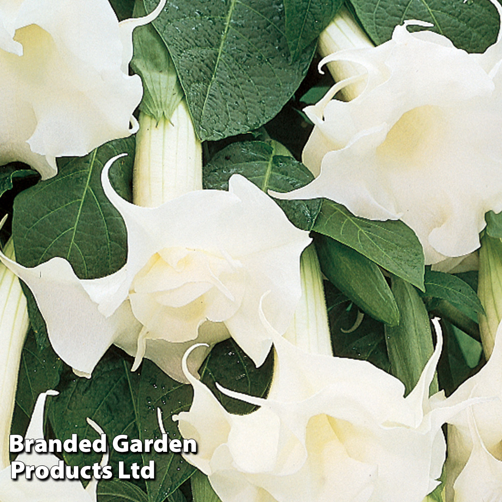 Brugmansia suaveolens 'Double Fragrant White' | Suttons