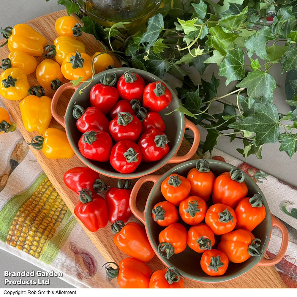 Tomato 'Appleberry Luscious Orange' | Suttons