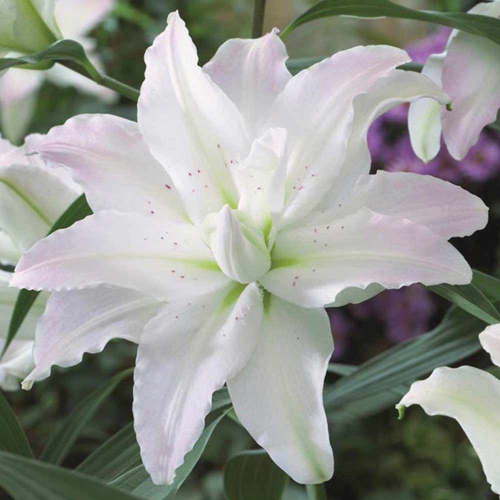 Tree Lily 'Crystal' Collection | Suttons