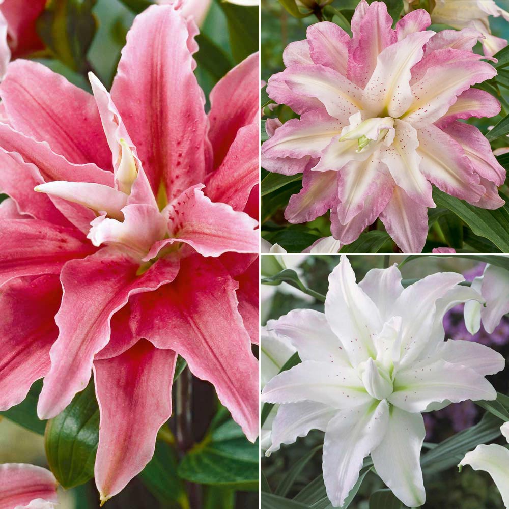 Tree Lily 'Crystal' Collection | Suttons