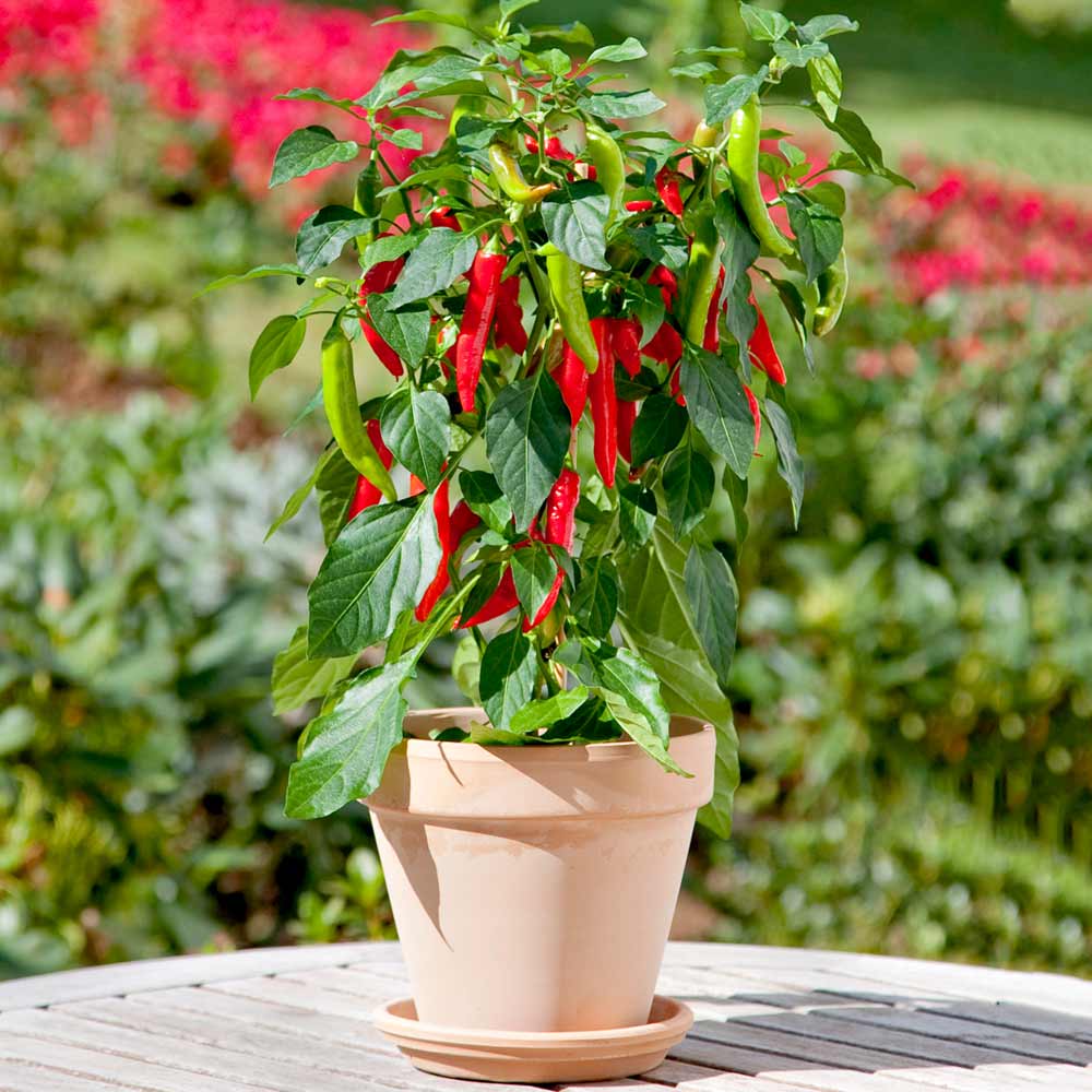 Chilli Plants In Pots Ubicaciondepersonas cdmx gob mx