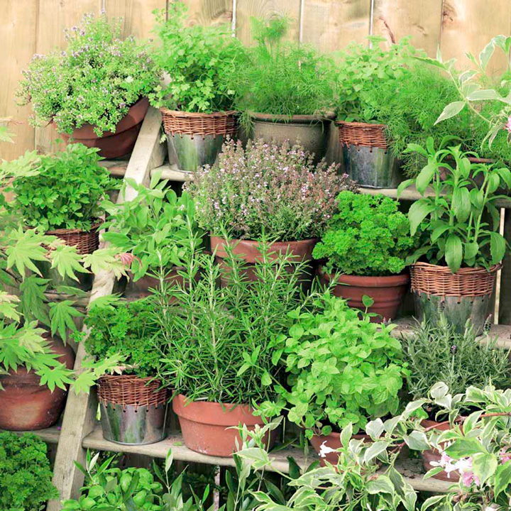 Herb Mix Plants - Our Selection | Suttons