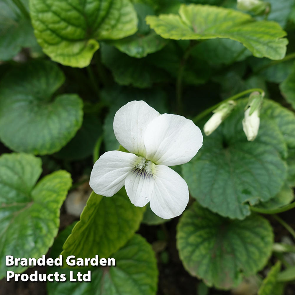 Viola sororia 'Albiflora' | Suttons