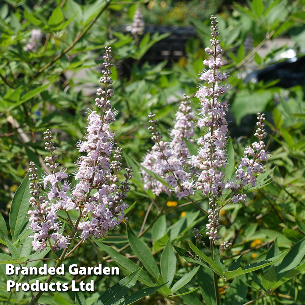 Vitex agnus castus Pink Pinnacle