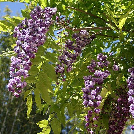 Wisteria floribunda 'Black Dragon' | Suttons