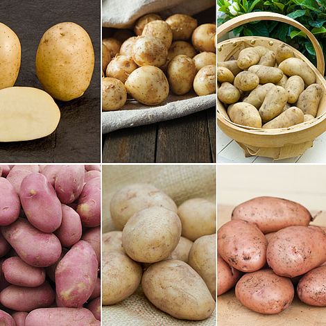 Potato 'All Year Round Collection' | Suttons