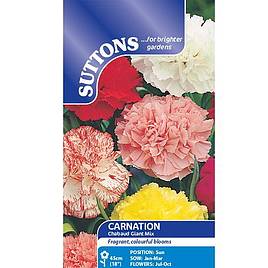 Carnation Chabaud Giant Mix - Seeds