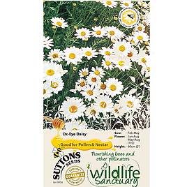 Ox-Eye Daisy Wildlife Flower - Seeds