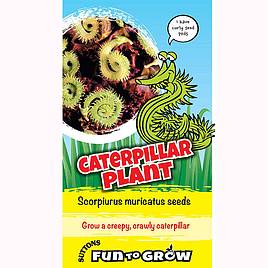 Scorpiurus muricatus Caterpillar Plant (Mix) - Seeds