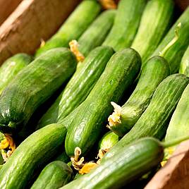 English Cucumber - Telegraph Improved - 20 Seeds