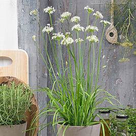 Garlic Chives - Herb Seeds