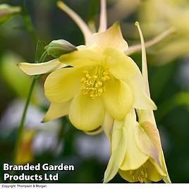 Aquilegia chrysantha Yellow Star