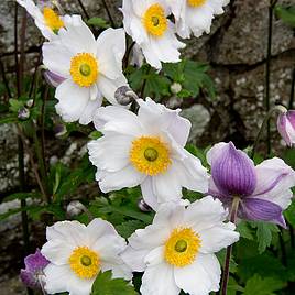 Anemone Ruffled Swan