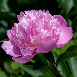 Peony Edens Perfume