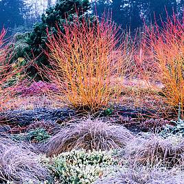 Cornus sanguinea Midwinter Fire