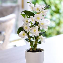 Orchid Apollon