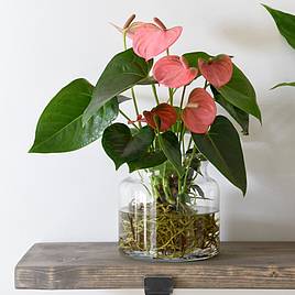 Anthurium Aqua Salmon in Sierglass