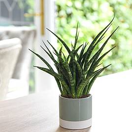 Sansevieria Fernwood