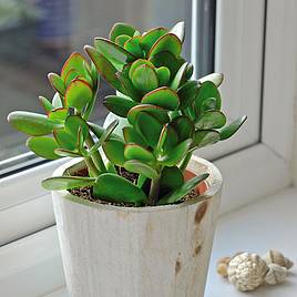 Crassula ovata