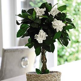 Gardenia Standard with Twisted Stem