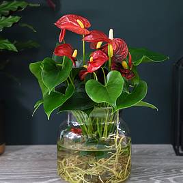 Anthurium Aqua Red in Sierglass